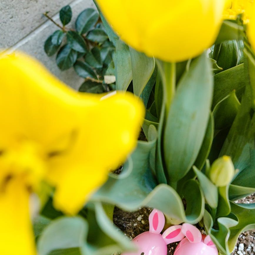 eater eggs in a pot with plants